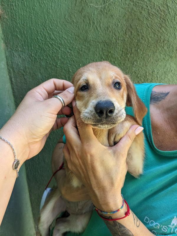 Mira, Cucciola 2 Mesi Taglia Medio-Grande – Colore Arancio